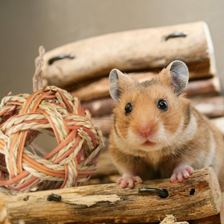 Northix  Hamster-Zubehör-Set 5-tlg. 