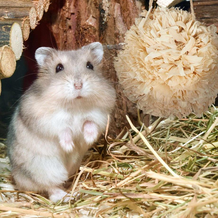 Northix  Hamster-Zubehör-Set 5-tlg. 