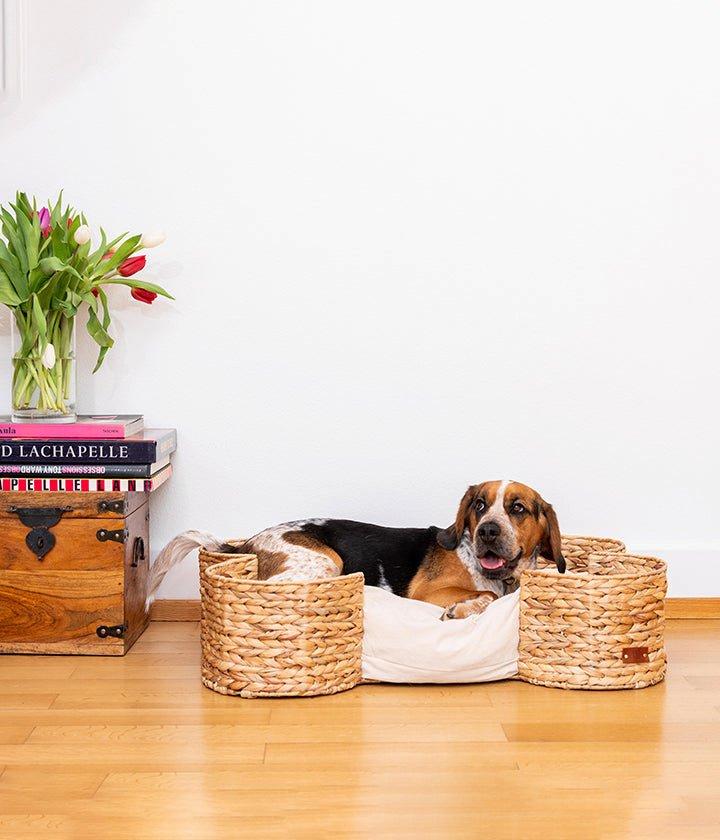 PET & Co.  Bongo 