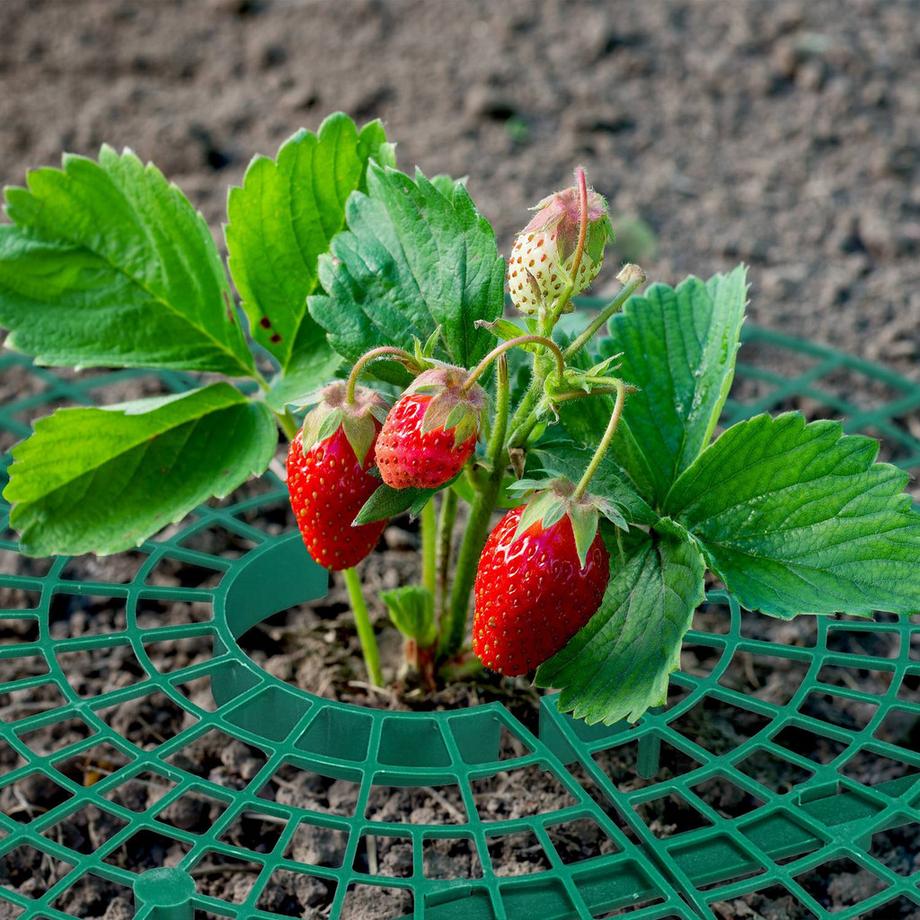 Northix  Ausstecher für Erdbeeren, 20 Stück 