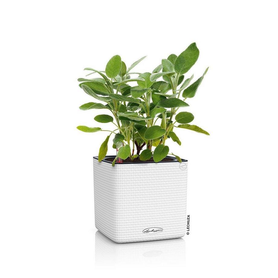 Lechuza CUBE Color all-in-one  