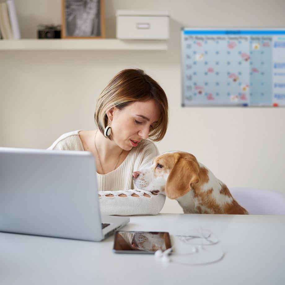 B2X  Planificateur de tableau blanc 