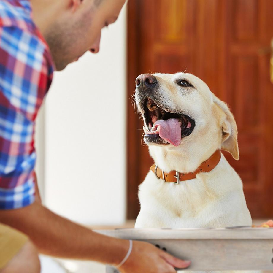 Northix  Mangeoire surélevée pour chien, protection du cou 