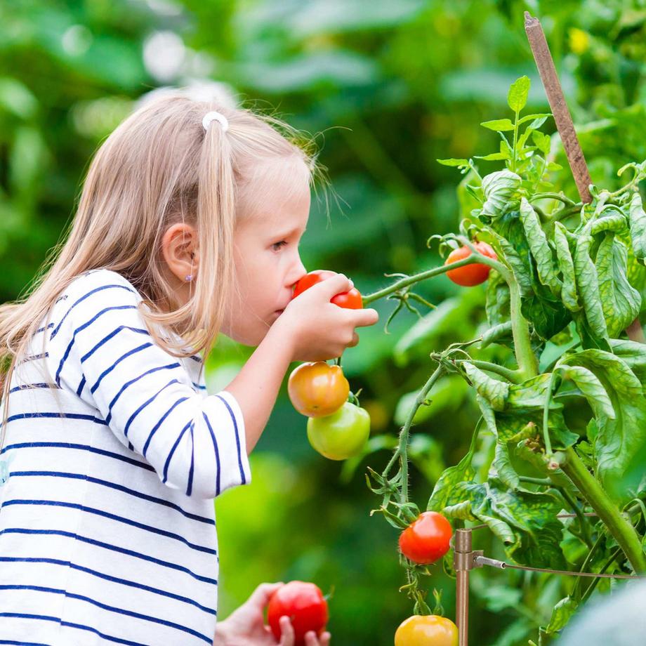 B2X Kletterpflanze 60 cm 4er Set  