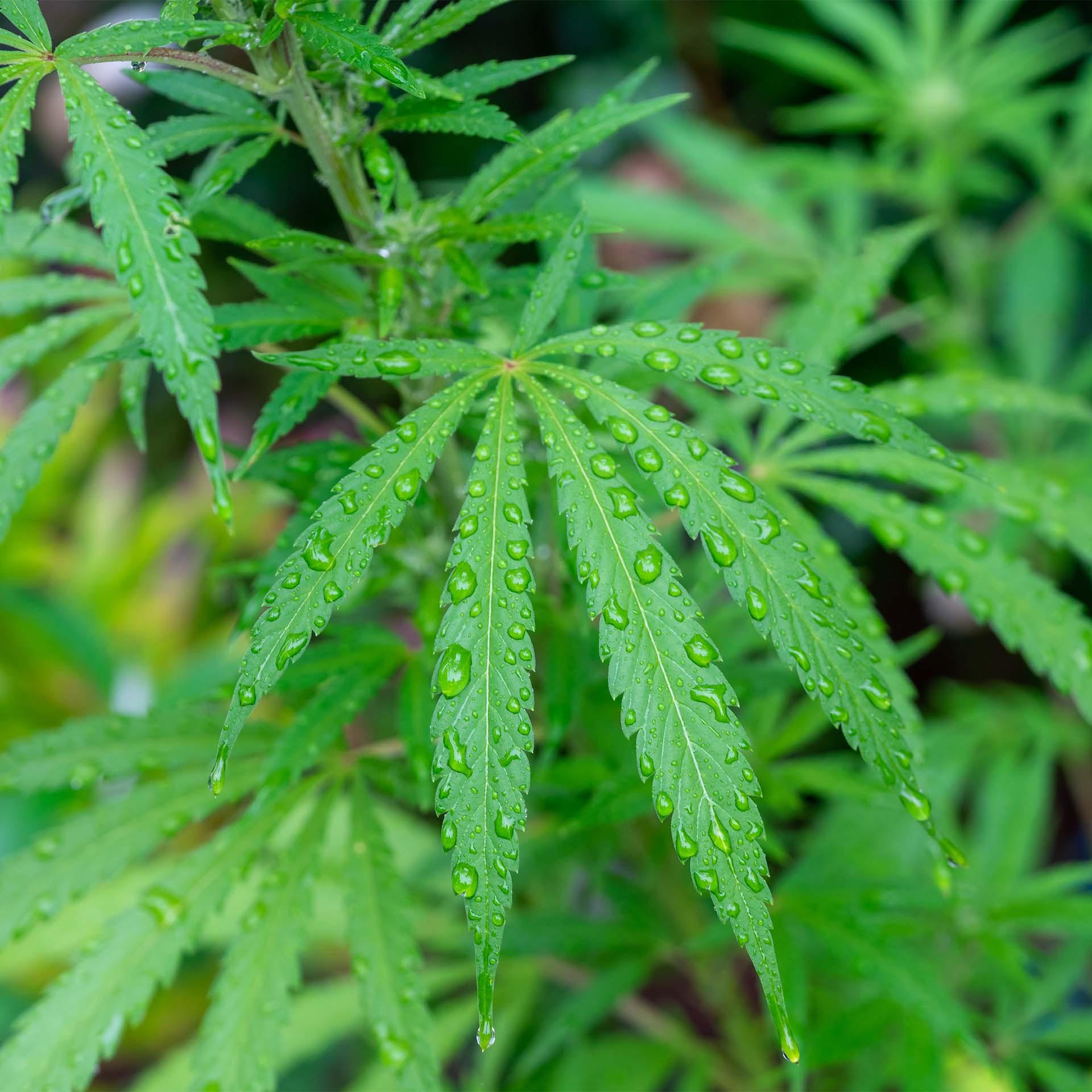 Lotus Bettwaren Lotus Hanf Bettwäsche  