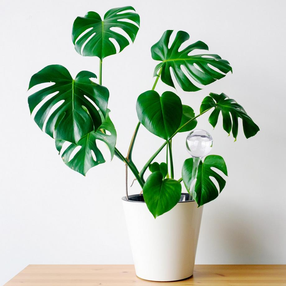 B2X  Wasserballons - 6er-Set 