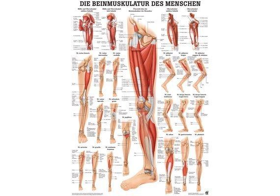 RUEDIGER RÜDIGER Poster laminiert Beinmuskulatur 50 x 70 de  
