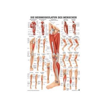 RÜDIGER Poster laminiert Beinmuskulatur 50 x 70 de