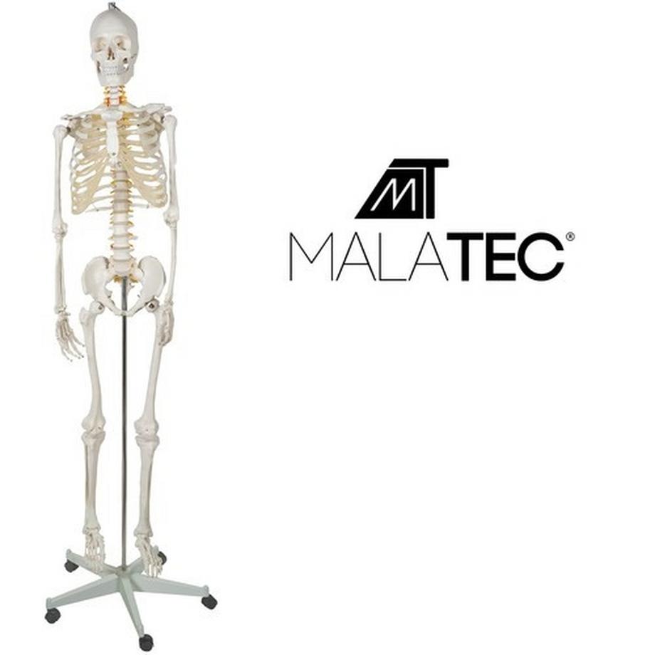 Malatec  Scheletro umano - 170 cm Malatec 22583 