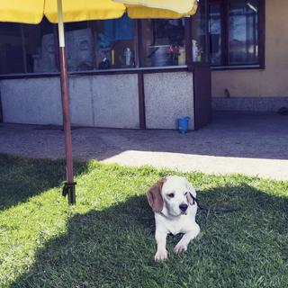 B2X Parasol avec manchon inférieur  