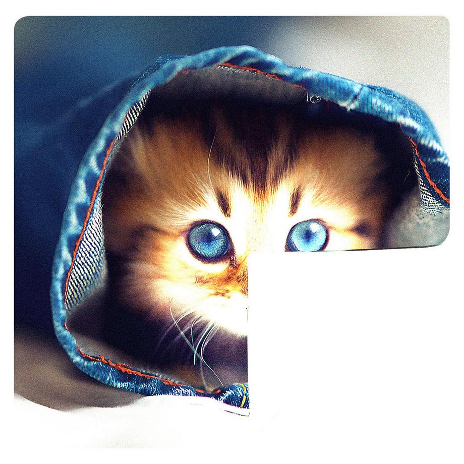 Avizar 2 Stk. Kissenbezüge Kätzchen mit Jeans  