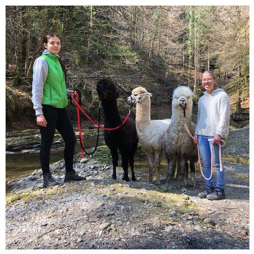 Geschenkidee  Trekking avec un alpaca & apéro (pour 1 personne) 