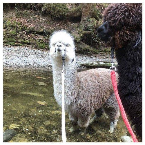 Geschenkidee  Trekking avec un alpaca & apéro (pour 1 personne) 