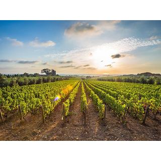 Smartbox  Expériences viticoles à 2 : dégustations, cours ou visites de vignobles - Coffret Cadeau 