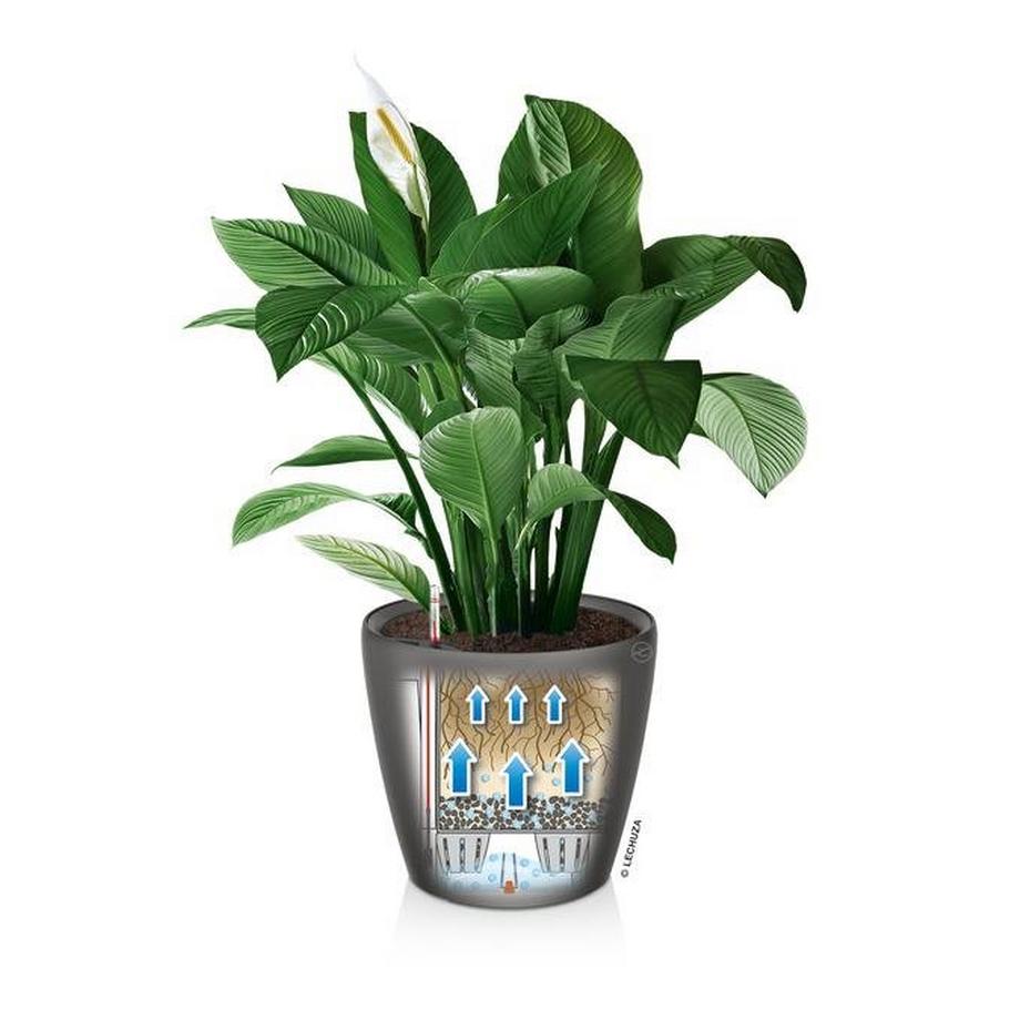 Lechuza Premium Collection CLASSICO LS all-in-one  