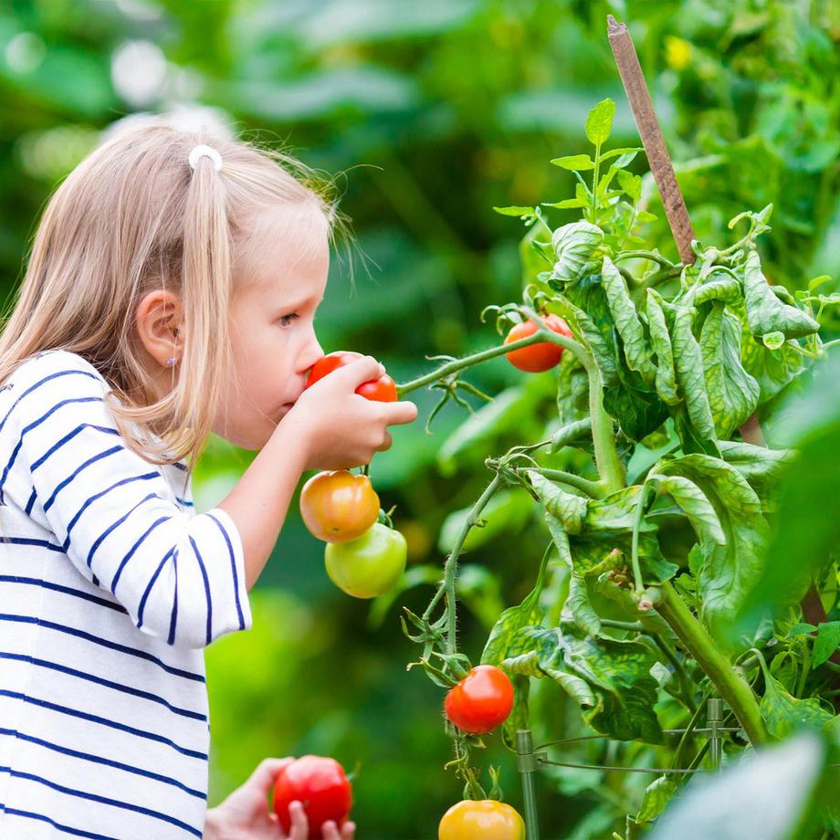 B2X Rankgitter 45 cm 6er Set  