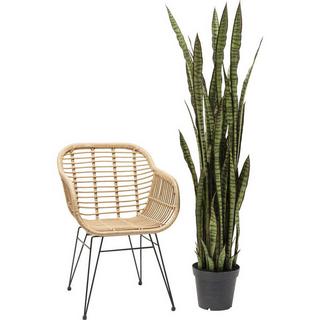KARE Design Plante décorative Sansewieria 155cm  