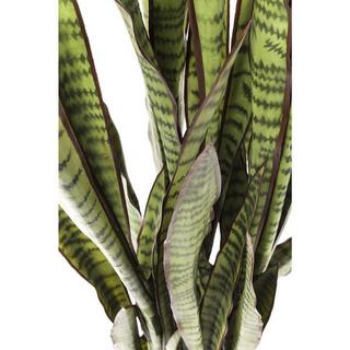 KARE Design Plante décorative Sansewieria 155cm  