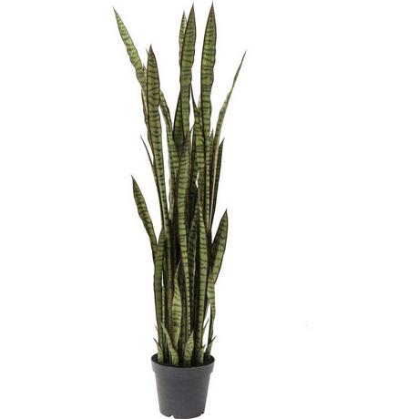 KARE Design Plante décorative Sansewieria 155cm  
