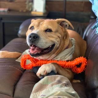 Alopini  Robustes Hundespielzeug in Form eines Kauknochens aus Hartgummi mit konvexem Design 