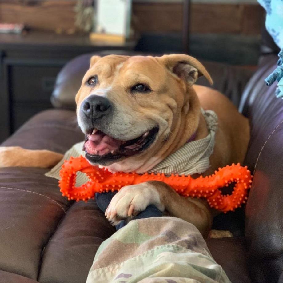 Alopini  Robustes Hundespielzeug in Form eines Kauknochens aus Hartgummi mit konvexem Design 