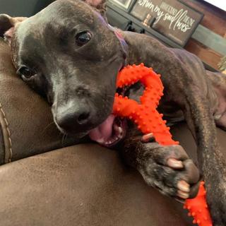 Alopini  Robustes Hundespielzeug in Form eines Kauknochens aus Hartgummi mit konvexem Design 