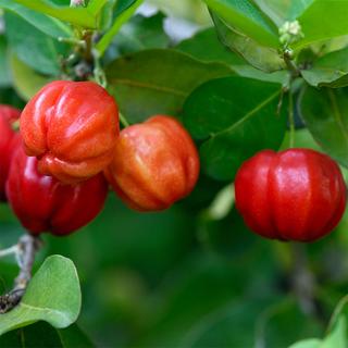 Sekoya Swiss  Sekoya Swiss - Acérola+ | Vitamine C naturelle 