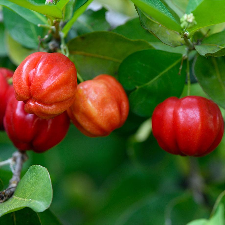 Sekoya Swiss  Sekoya Swiss - Acérola+ | Vitamine C naturelle 