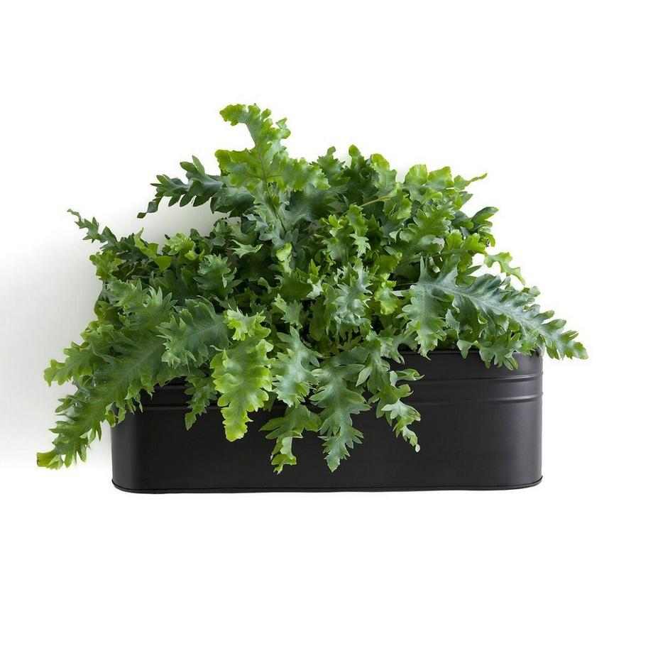 La Redoute Intérieurs Cache-pot / Jardinière murale métal fer  