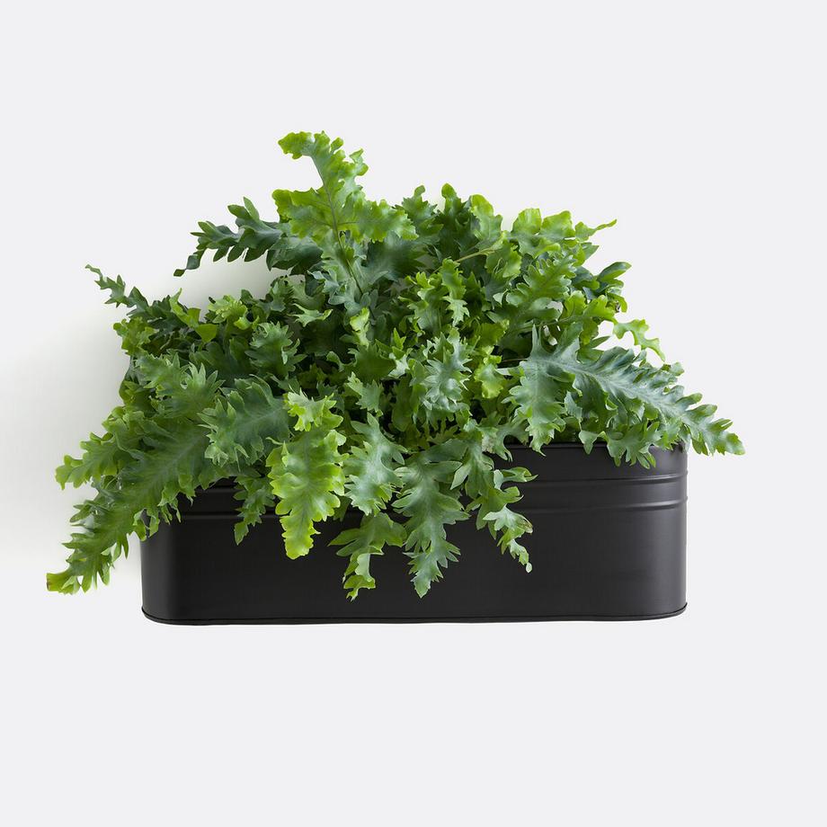 La Redoute Intérieurs Cache-pot / Jardinière murale métal fer  