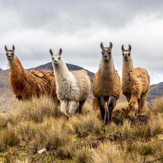 Lotus Bettwaren Lotus Couette Alpaga  