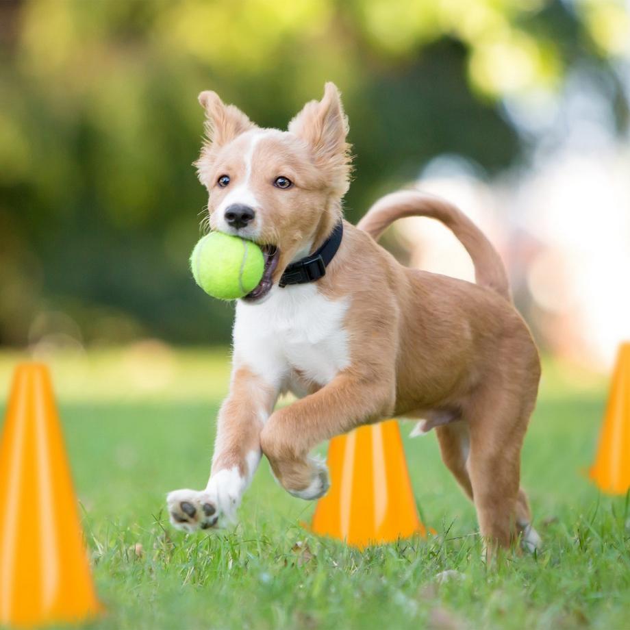 Northio  Leitkegel orange auf 16 eingestellt 