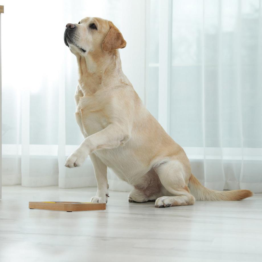 B2X  Intelligentes Spielzeug für Hunde 