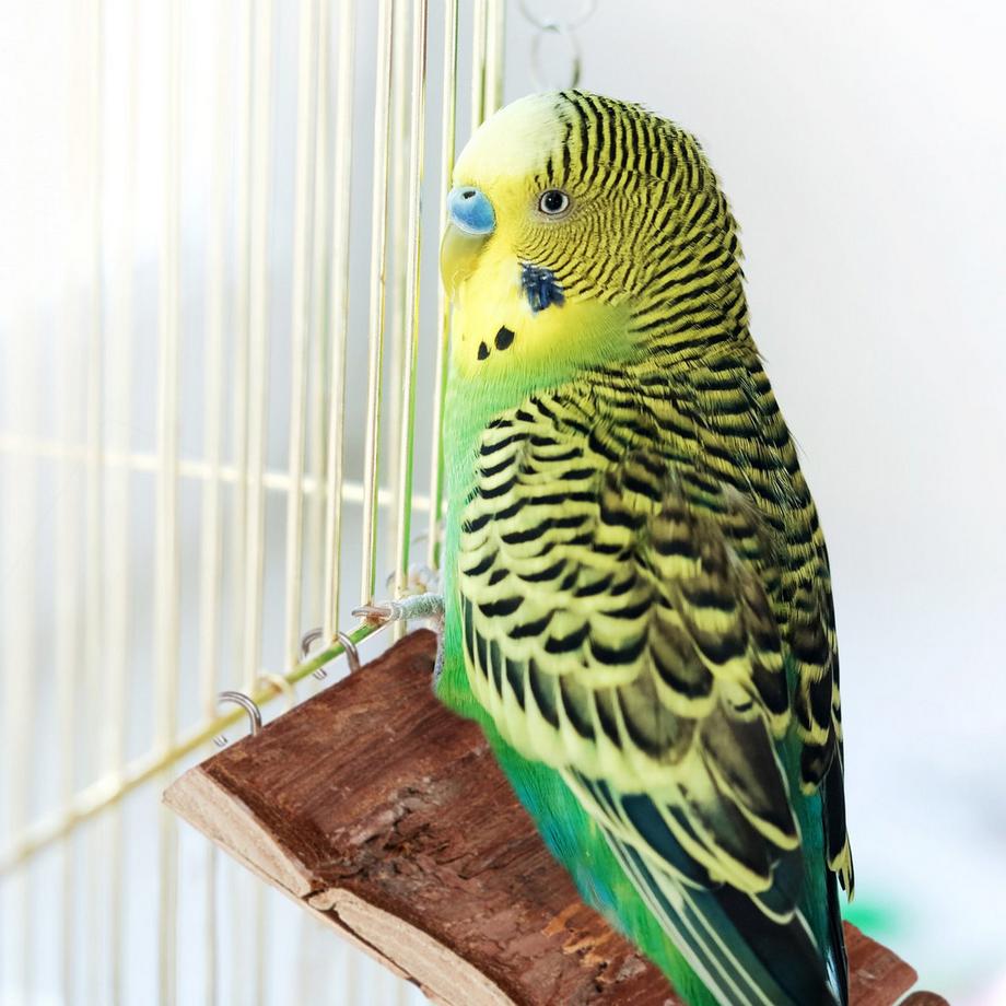 B2X  Hängebrücke Nagetier 3er Set 