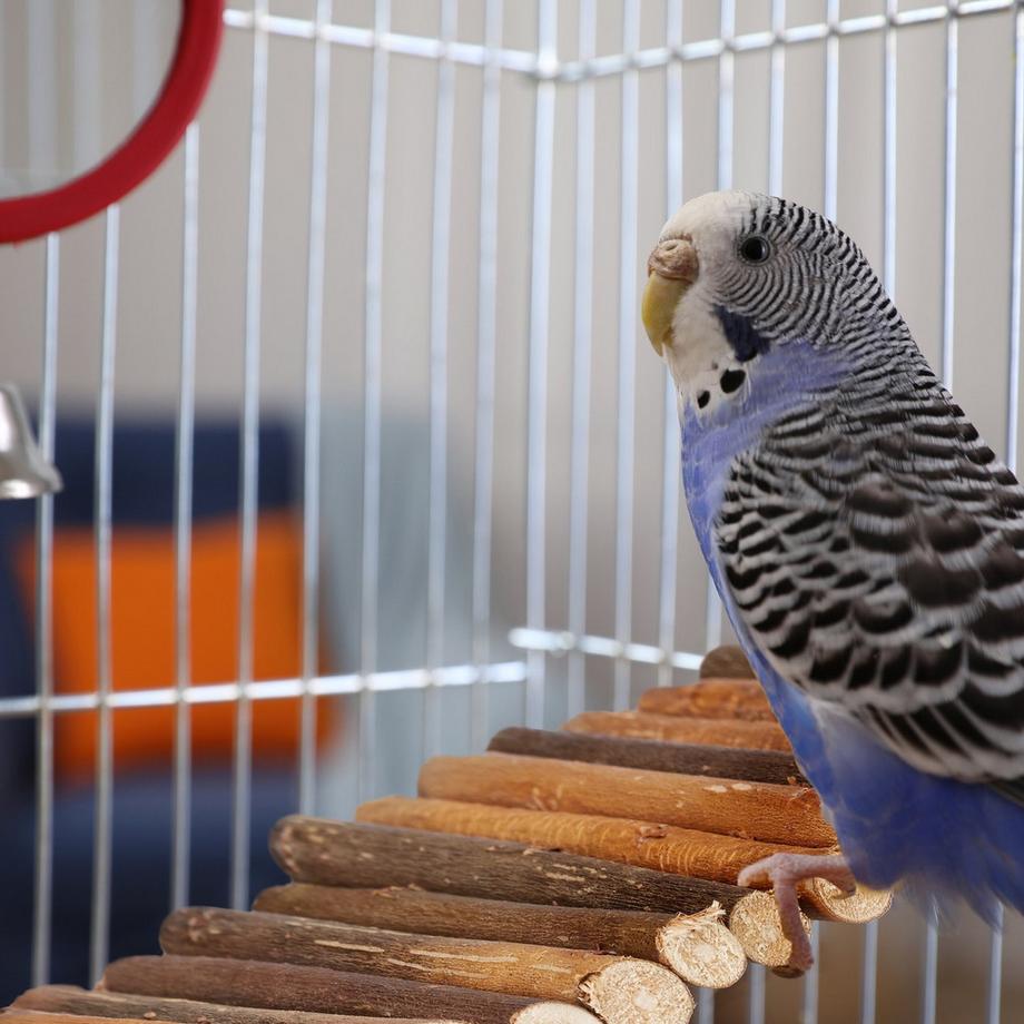 B2X  Hängebrücke Nagetier 3er Set 