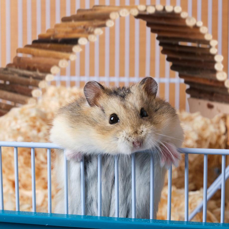 B2X  Hängebrücke Nagetier 3er Set 