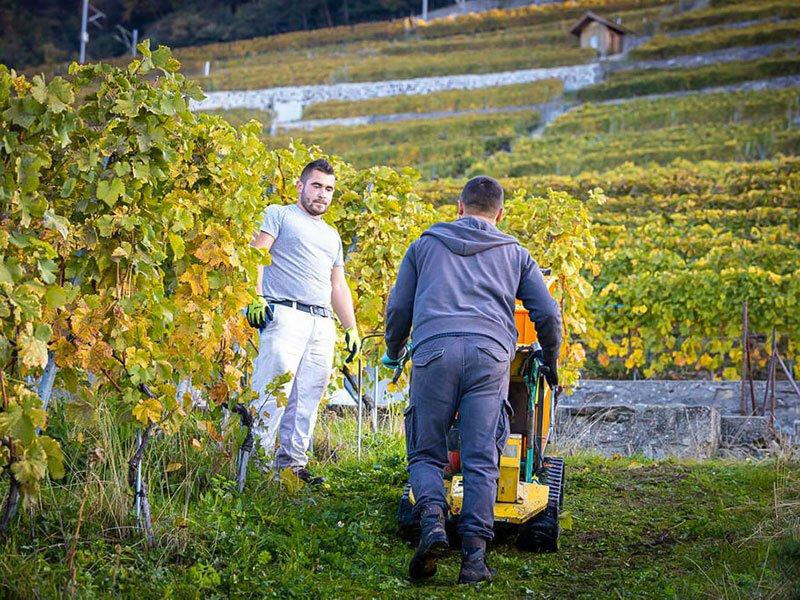 Smartbox  Degustazione di vini e visita alla cantina a Lavaux - Cofanetto regalo 