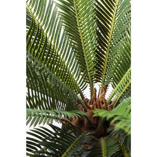 KARE Design Pianta decorativa Cycas Tree 78cm  