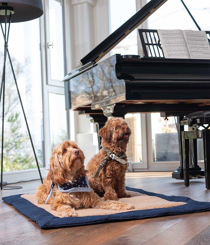 PET & Co.  Gino 