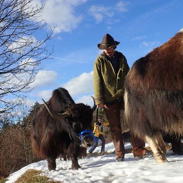 Auf einem Spaziergang mit Cidre-Fondue den Yaks begegnen (für 2 Personen)