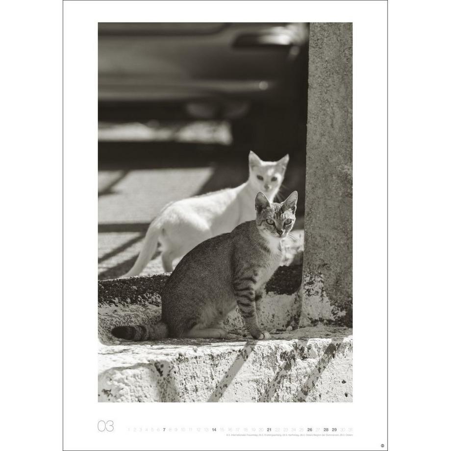 Heye Bildkalender Wegler Cats Edition  