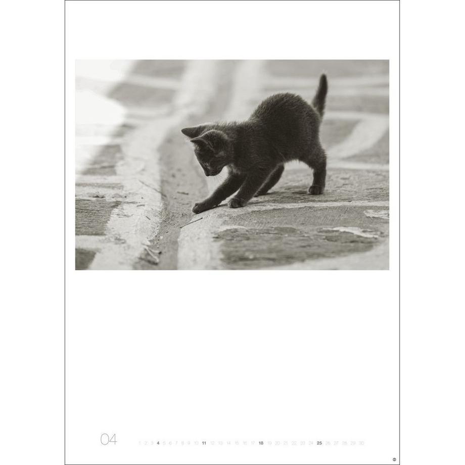 Heye Bildkalender Wegler Cats Edition  