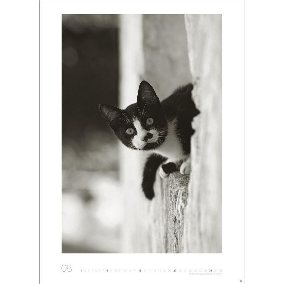 Heye Bildkalender Wegler Cats Edition  