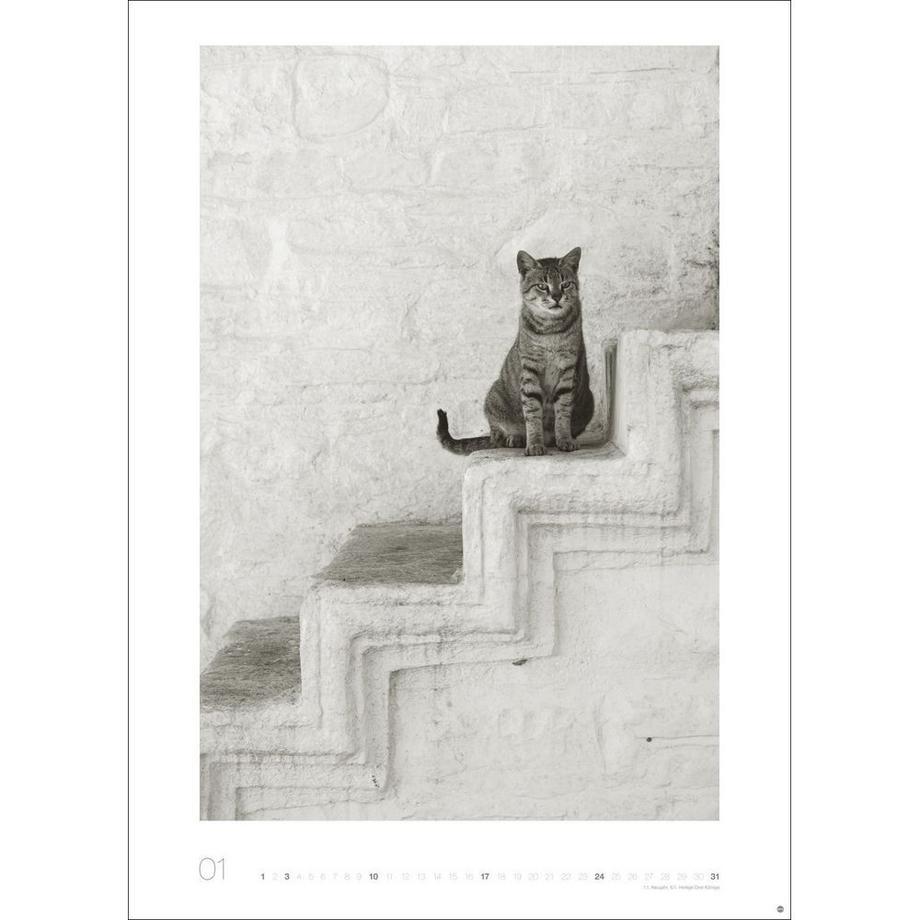 Bildkalender Wegler Cats Edition