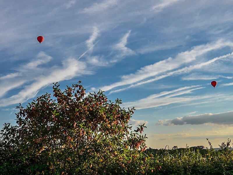 Smartbox  Vol en montgolfière avec dégustation et visite de cave pour 2 personnes à Amboise - Coffret Cadeau 