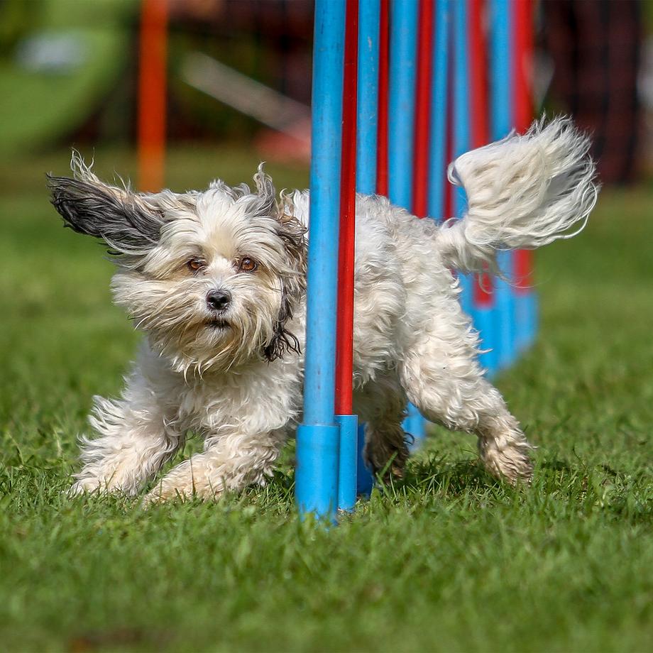 B2X  Agility für Hunde Wippe 