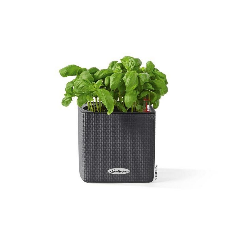 Lechuza CUBE Color all-in-one  