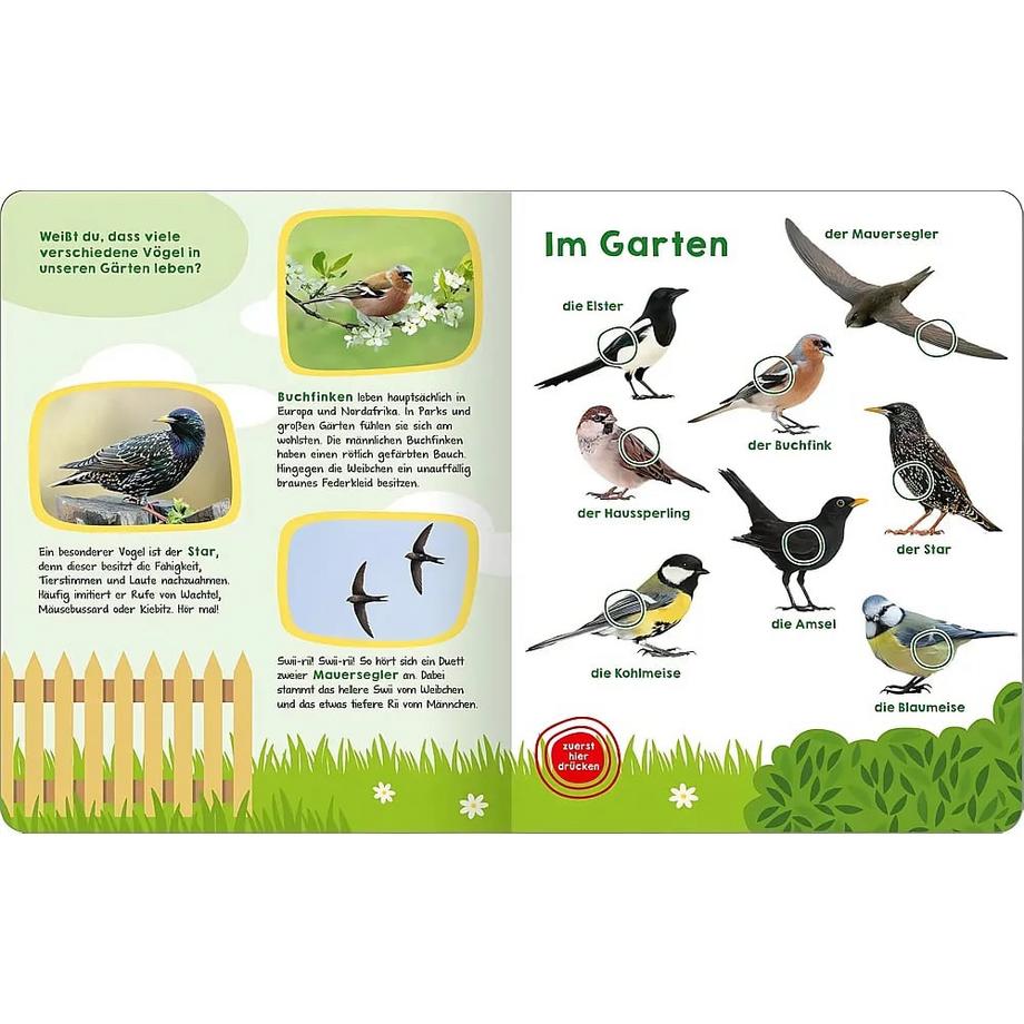 Mein großes Buch der Vogelstimmen Kein Autor Gebundene Ausgabe 