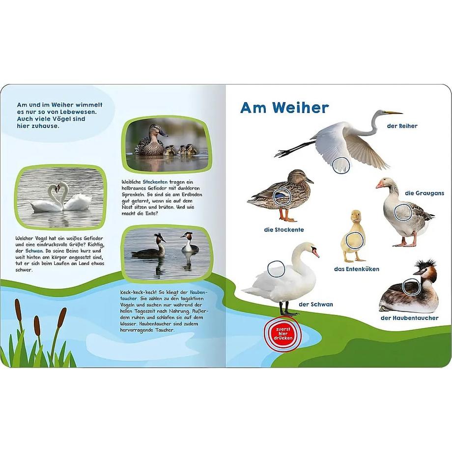 Mein großes Buch der Vogelstimmen Kein Autor Gebundene Ausgabe 