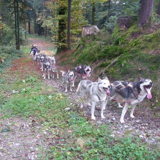 Geschenkidee  Schlittenhunde Passagierfahrt mit Wagen im Herbst (für 2 Personen) 